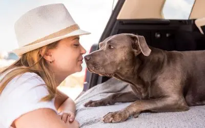 Understanding Pet Behaviour During Travel: What’s Normal and What’s Not
