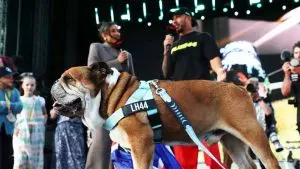 lewis-h-pet