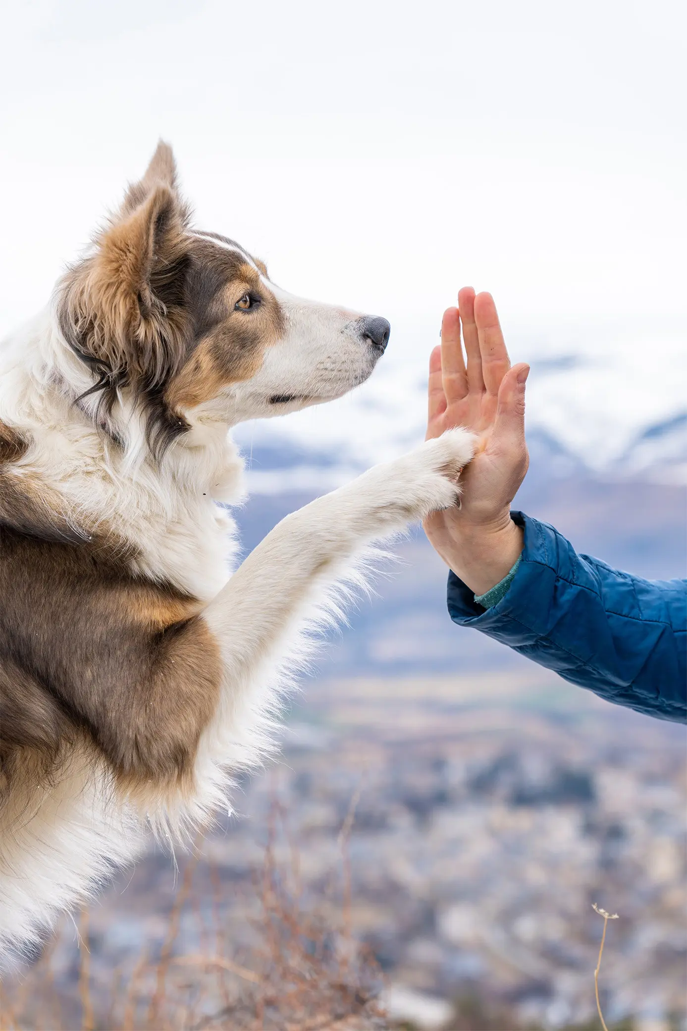 pets-travel-image