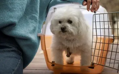 Signs Your Pet is Stressed During Travel: How to Spot and Address Anxiety