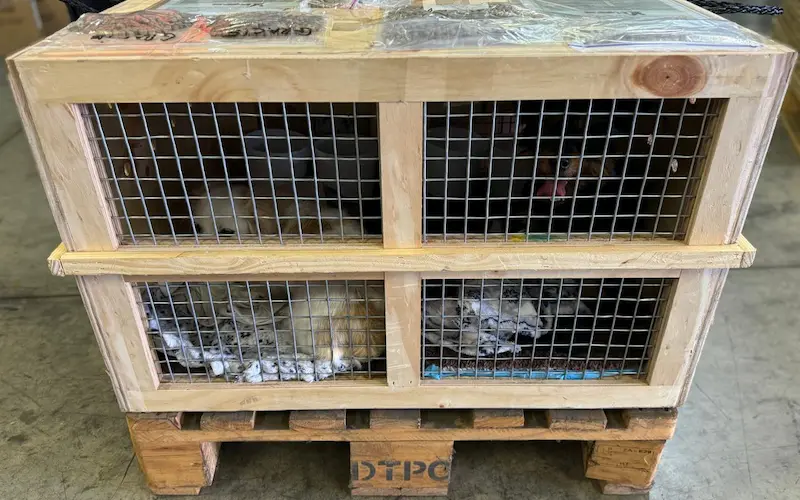 Blog 6 - Custom Pet Crates Why a Good Fit Matters for Your Pet’s Safety and Comfort Image