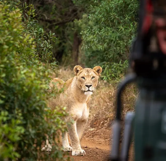 Game Drives