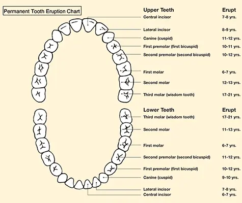 Infographic about tooth eruption adult