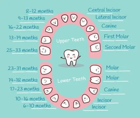 Infographic about tooth eruption