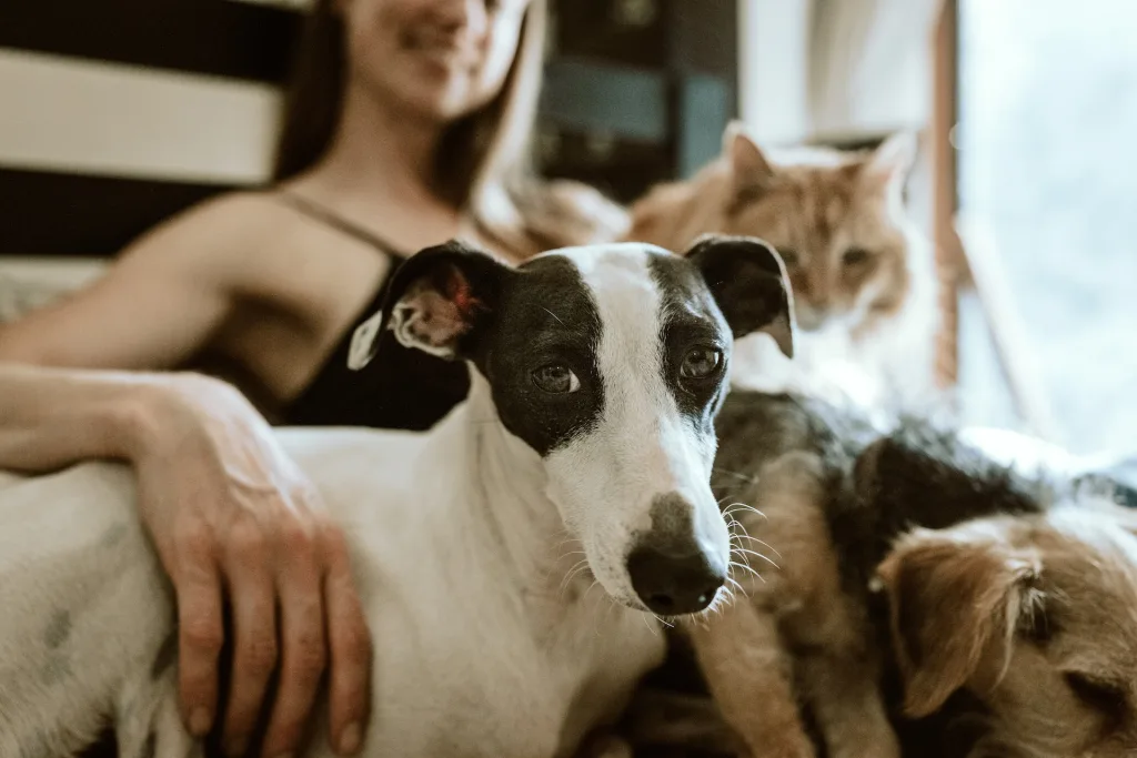 pets at home, Moving with Pets