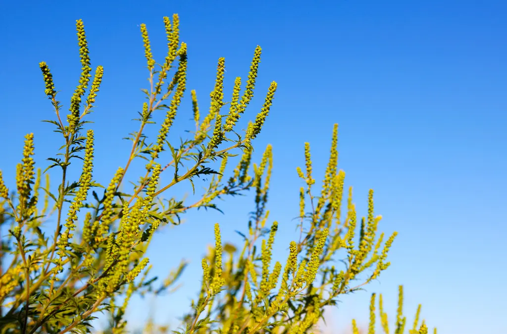 Fall Allergy Symptoms