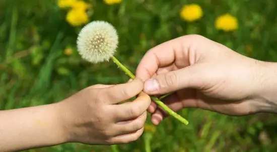 allergies