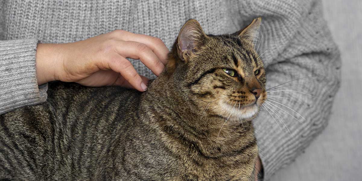 your cat has a seizure
