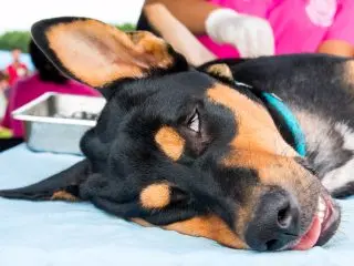A black and tan dog rests near a gloved veterinary professional for pet health screening and testing.