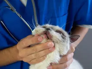 A veterinarian gently examines a light-colored cat’s face and chin during a flea and tick prevention visit.