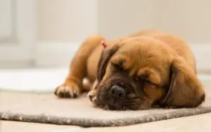 Small brown puppy with dark facial markings sleeping peacefully on a mat.