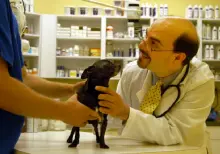 A veterinarian examines a small dog on an examination table while a staff member assists at Cross Creek Animal Medical Centre in Tampa, FL.