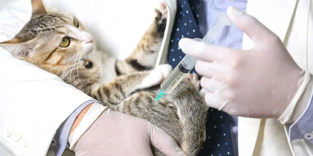 A veterinarian administers an injection to a tabby cat during pet vaccinations.