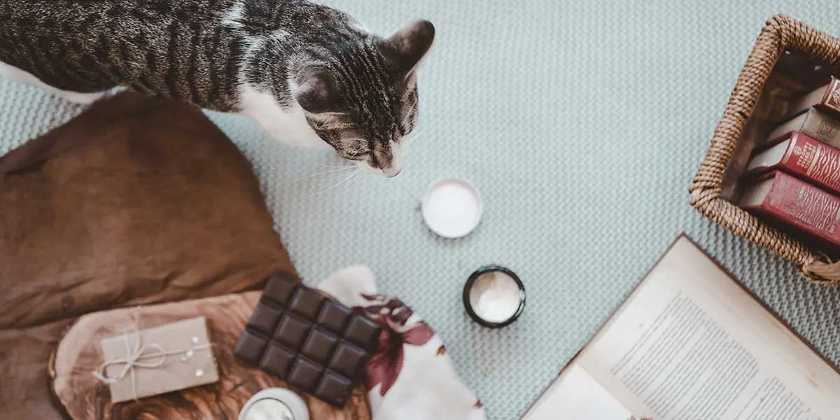 what to do if your cat eats chocolate