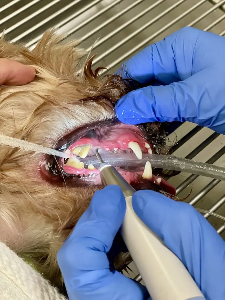 A veterinarian in blue gloves performs dental scaling on a small dog’s teeth during a professional cleaning procedure in Tampa, FL.