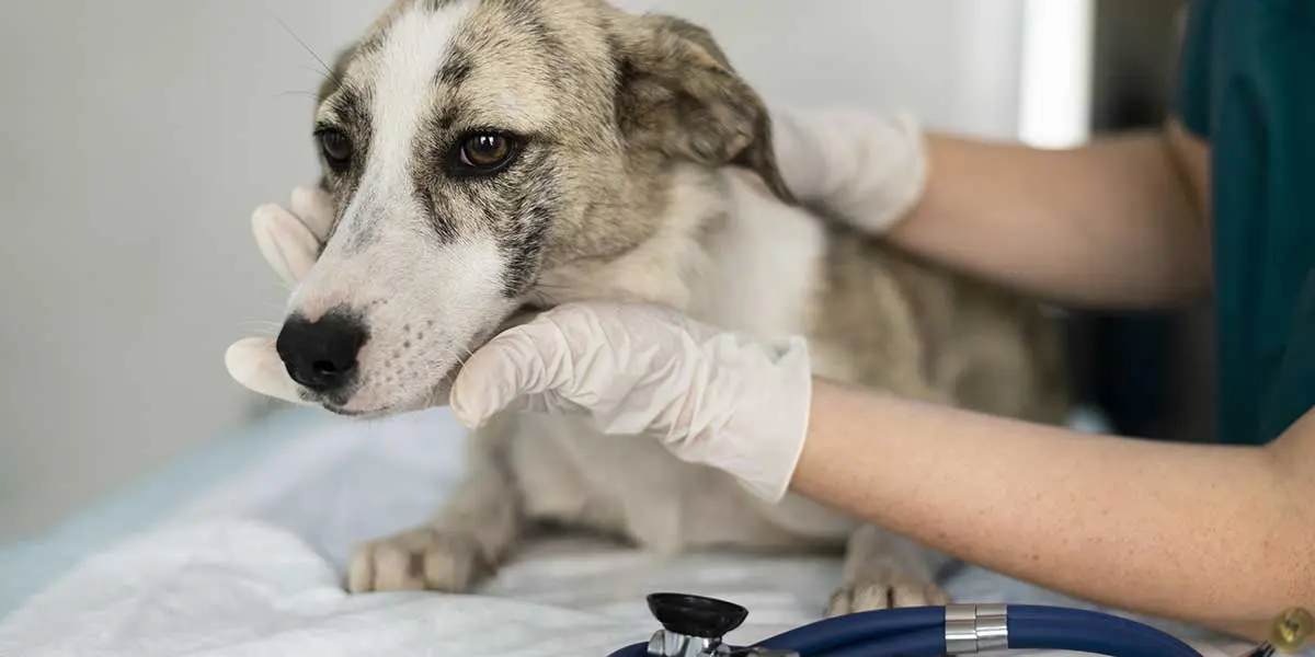 A veterinarian examines a light-colored dog on an examination table during emergency medical care at Cross Creek Animal Medical Centre.