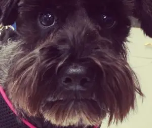 Dark-haired dog with prominent facial whiskers visible around its snout and muzzle.