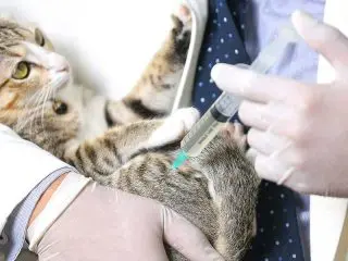 A veterinarian administers an injection to a tabby cat during pet vaccinations.