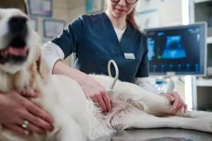 pet ultrasound