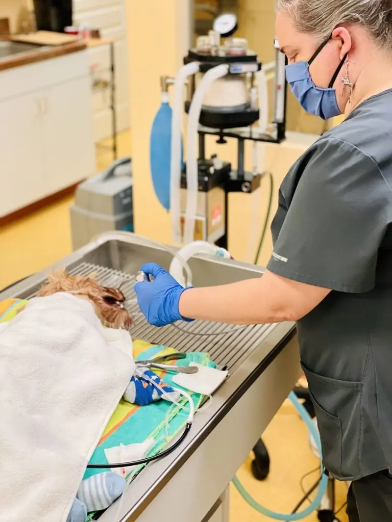 A veterinarian prepares equipment beside an anesthetized dog during a dental procedure at Cross Creek Animal Medical Centre.