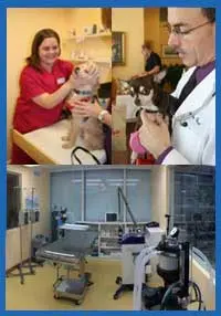 A composite of Cross Creek Animal Medical Centre shows veterinary staff, a dog examination, and an equipped treatment room in Tampa.