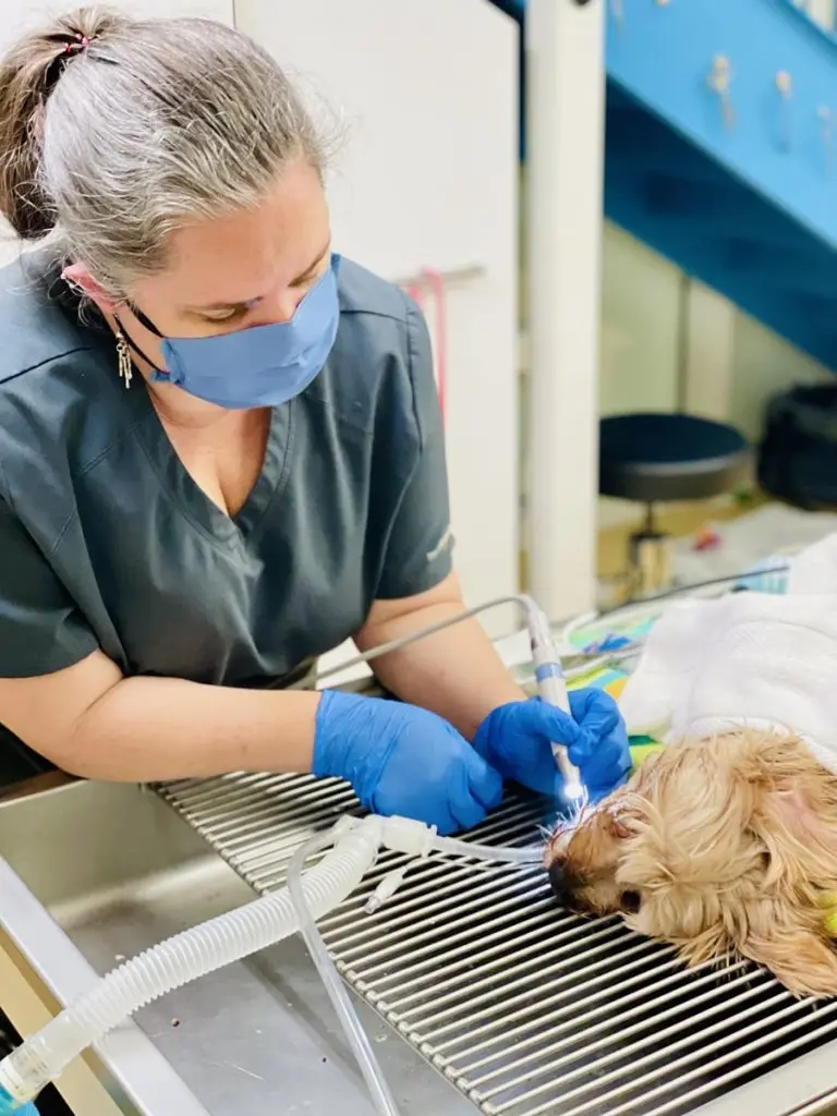 A veterinarian performs dental scaling on an anesthetized dog during pet dentistry at Cross Creek Animal Medical Centre.