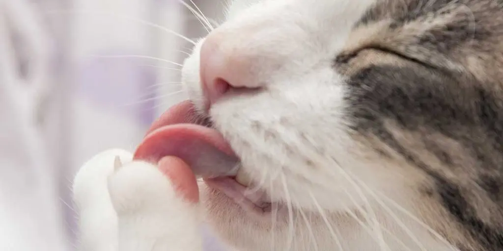 A close-up view of a cat licking its paw near its lower mouth, highlighting potential bottom lip swelling concerns.