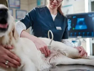 A veterinarian performs an ultrasound examination on a dog using imaging equipment at Cross Creek Animal Medical Centre.