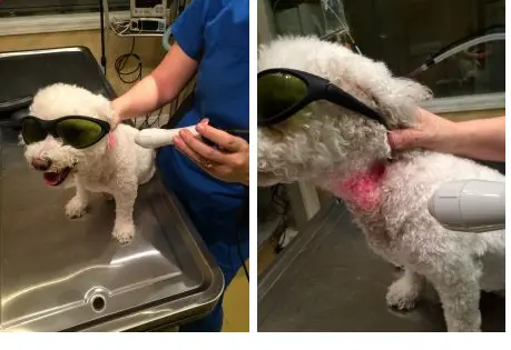 Small white dog wearing safety goggles while receiving cold laser treatment on its neck from a veterinary professional.