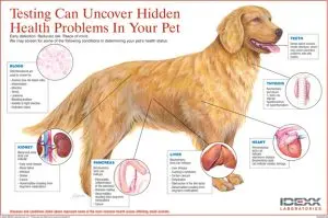 Educational diagram showing how diagnostic testing uncovers hidden health problems in pets, used by a veterinary clinic.