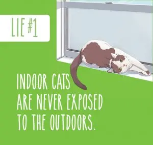 Brown and white cat stretching on a windowsill beside text addressing a common myth about indoor cats and outdoor exposure.