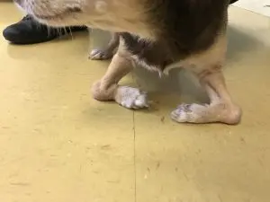 Veterinary team observing a dog's stance and paws for a limb and mobility check.