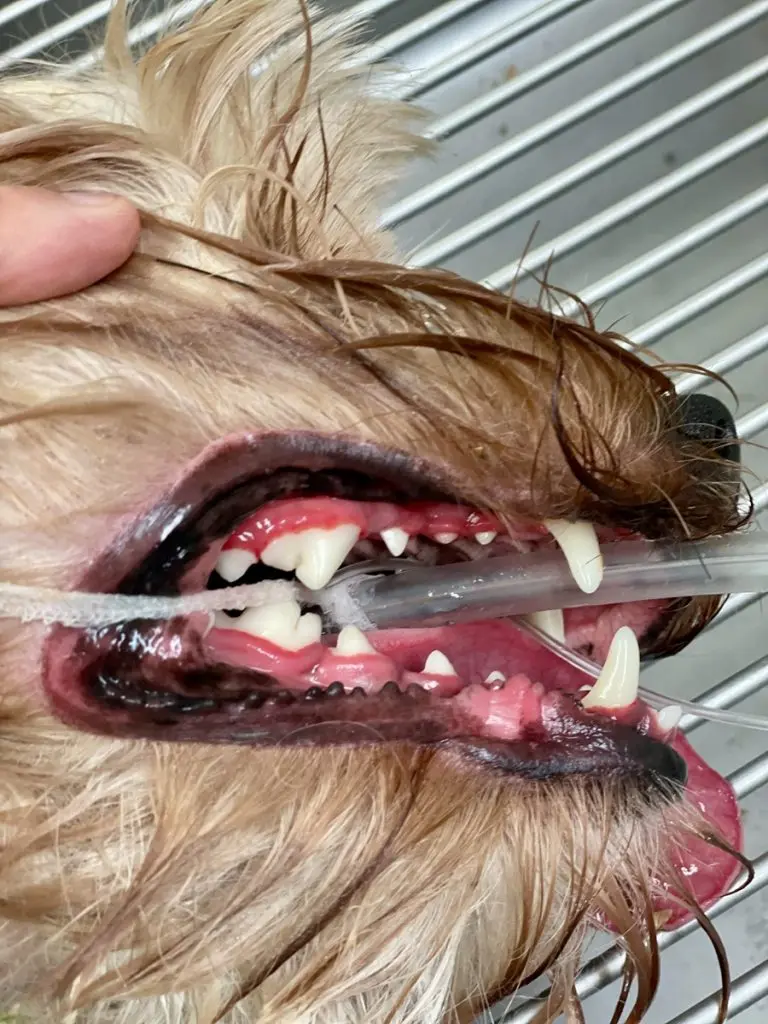 A close-up of a dog’s open mouth shows its teeth, gums, and a dental tube during a veterinary dental procedure in Tampa, FL.