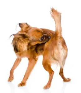 Small brown dog twisting around to scratch its hindquarters, a common sign of skin irritation and itching.