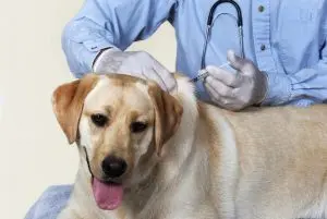 Veterinarian giving a vaccination shot to a dog at Cross Creek Animal Medical Centre in Tampa, FL.