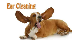 Playful "Ear Cleaning" graphic showing a basset hound lying down with its long ears flopping outward.