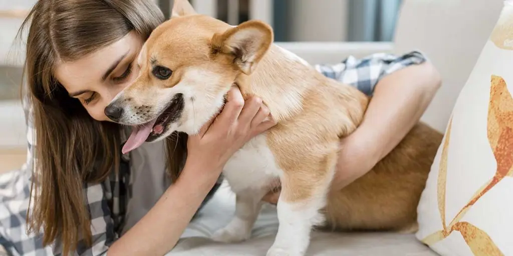 A woman hugging a happy Corgi dog on a couch, highlighting the importance of flea and tick prevention in Tampa, FL.