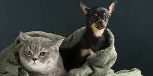 A small black Chihuahua and a gray cat wrapped in a green towel, representing pet microbiome medicine in Tampa, Florida.
