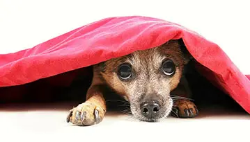 Small brown dog peeking out from beneath a cozy red blanket, showing signs of nervousness or anxiety.