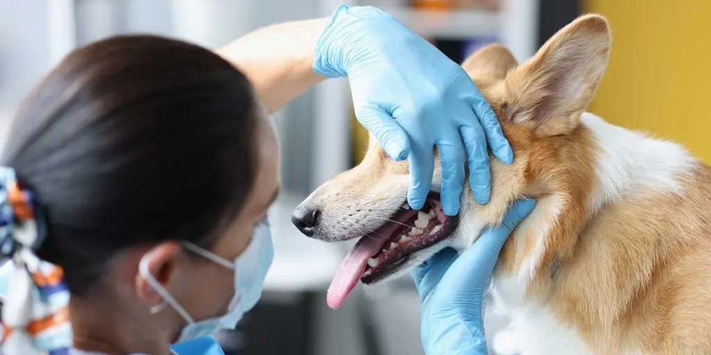dog dental exam