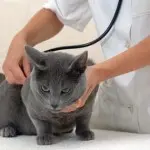 Gray cat receiving a routine wellness exam with a stethoscope at a veterinary clinic.