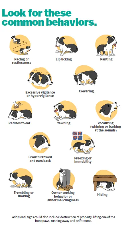 An educational infographic outlines common dog anxiety and stress behaviors, including pacing, panting, cowering, trembling, hiding, and lip licking.