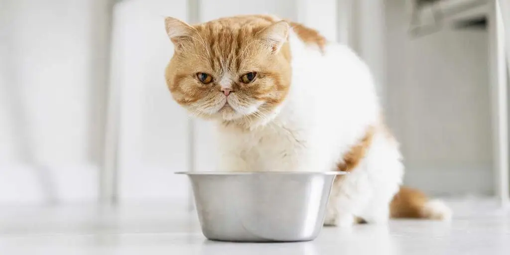 An orange and white flat-faced cat looks down sadly at an empty bowl, addressing when a cat not eating is an emergency.