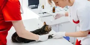 Veterinary team carefully examining a tabby cat on a medical table during diagnostic lab testing at a clinic.