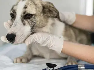 A veterinarian examines a light-colored dog on an examination table during emergency medical care at Cross Creek Animal Medical Centre.