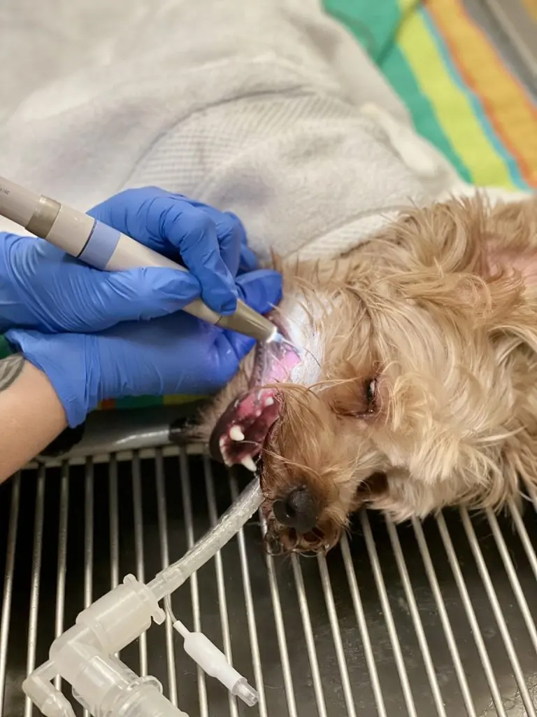 A veterinarian performs teeth scaling on an anesthetized dog during professional dental care at Cross Creek Animal Medical Centre.