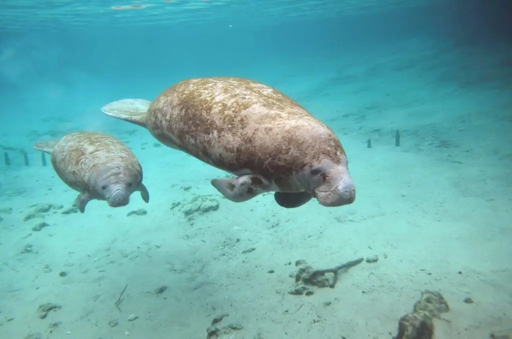 Manatee Cruise