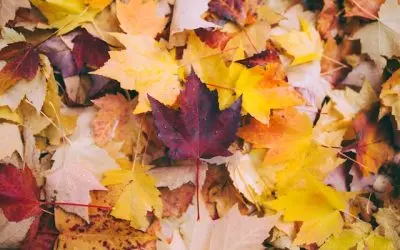 This Autumn, Fall Into Home Decorating.