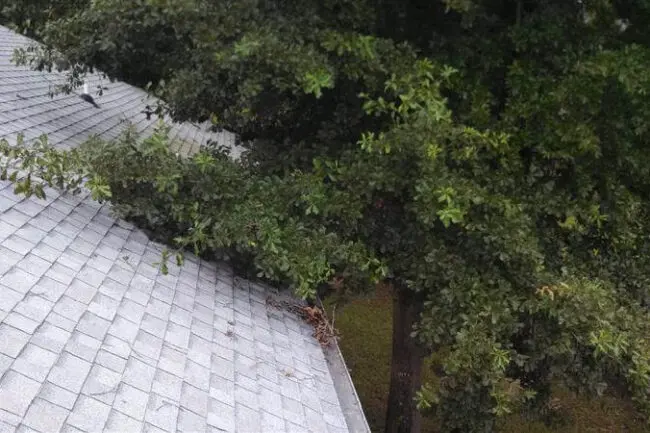 A tree is growing on the roof of a house, indicating potential roofing services are needed for maintenance