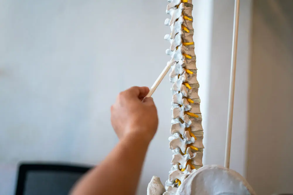 Doctor showing spine anatomy and explaining spinal structure using a pen pointer.